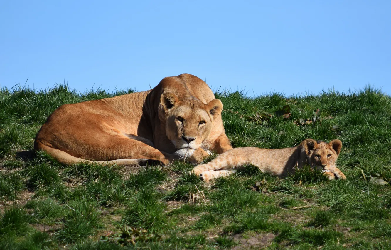 Photo wallpaper nature, stay, baby, lioness, mom
