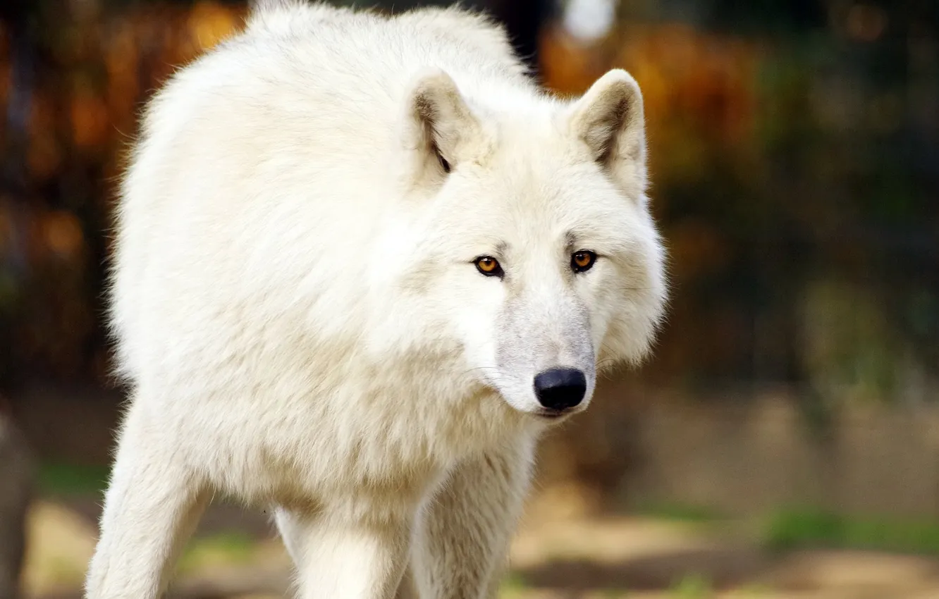 Photo wallpaper Predator, nature, snow, face, animal, wolf, canis lupus, wildlife