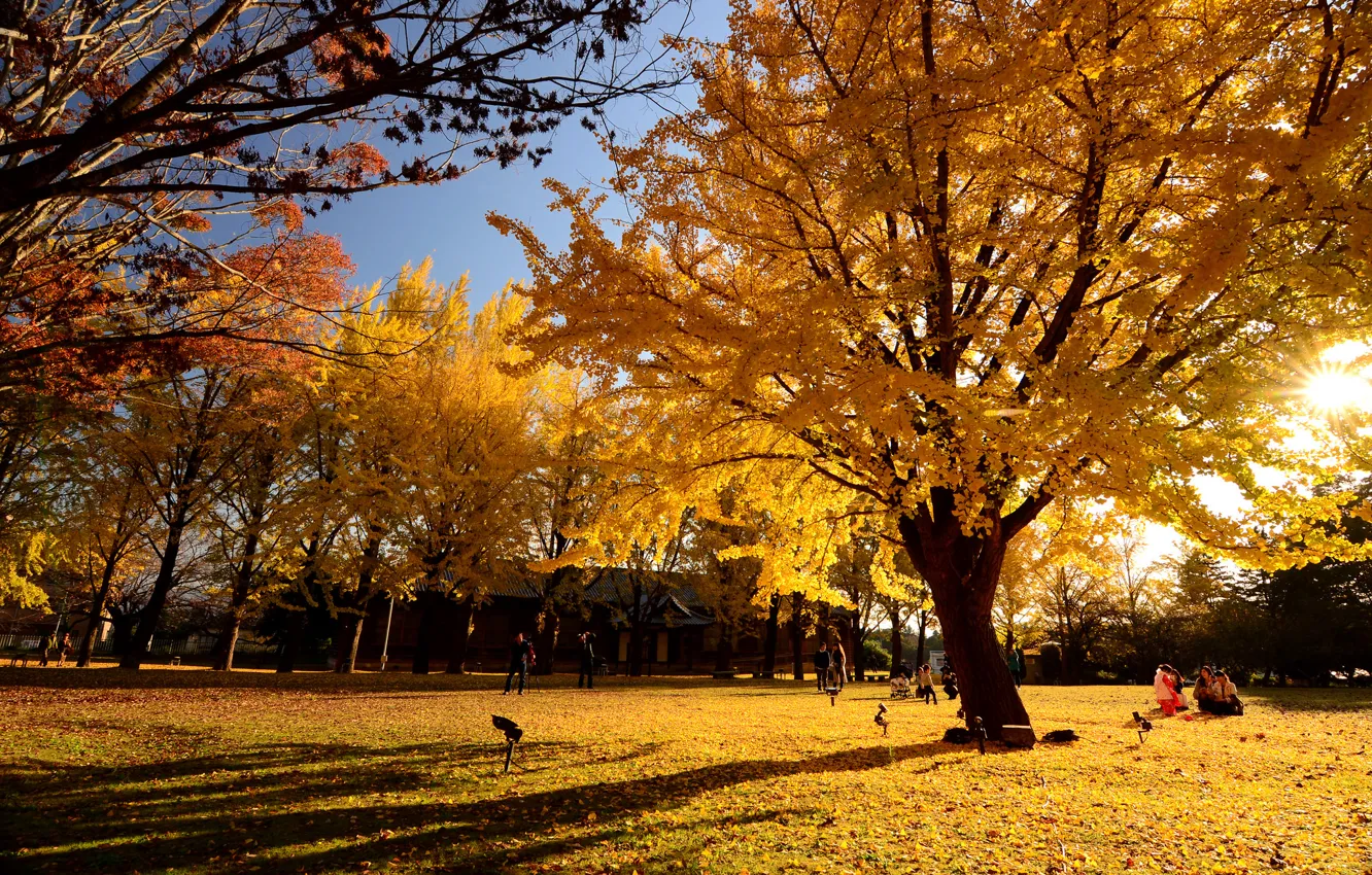 Photo wallpaper autumn, leaves, Park, people, tree