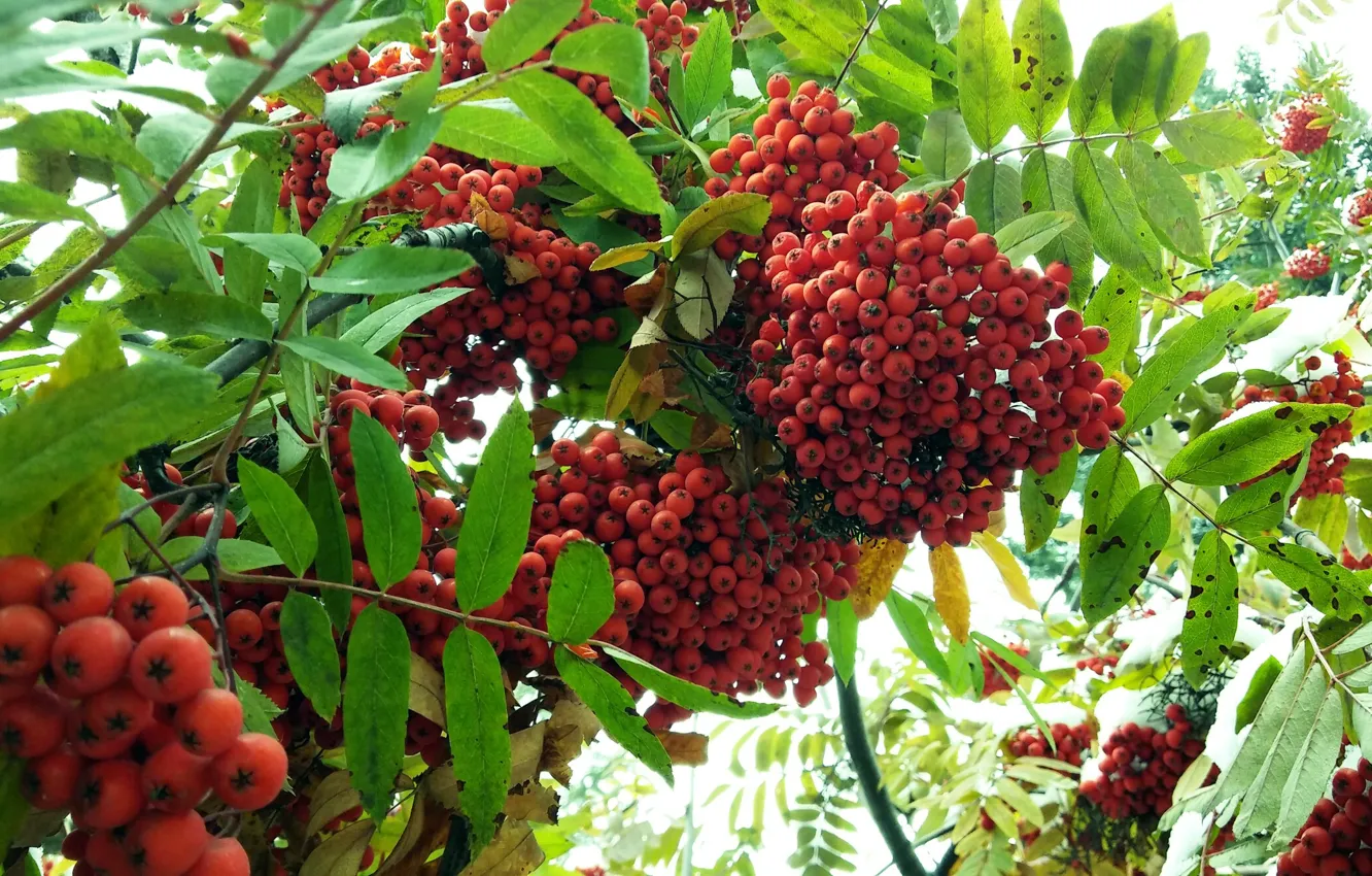 Photo wallpaper trees, red, berries, Rowan