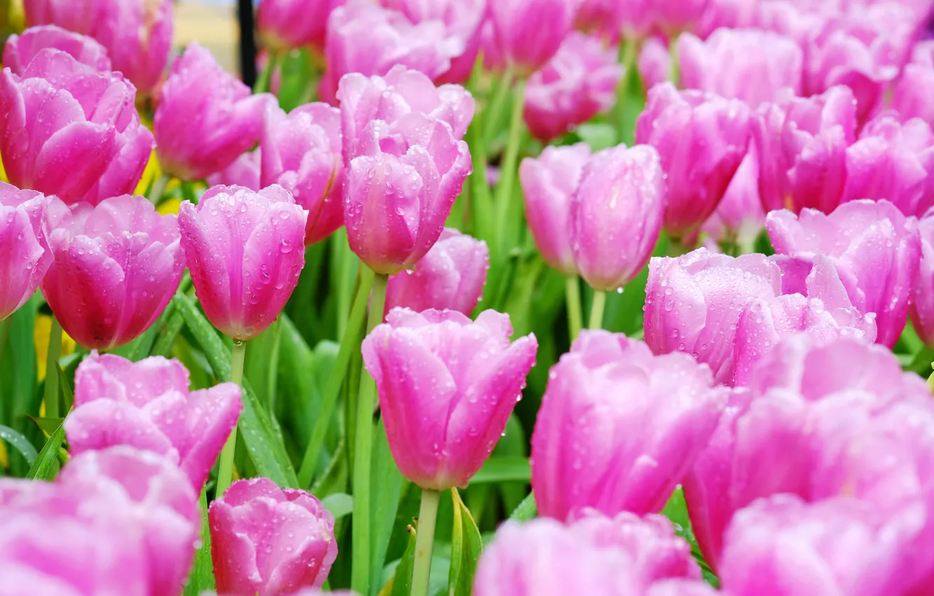Photo wallpaper water, drops, garden, tulips, pink
