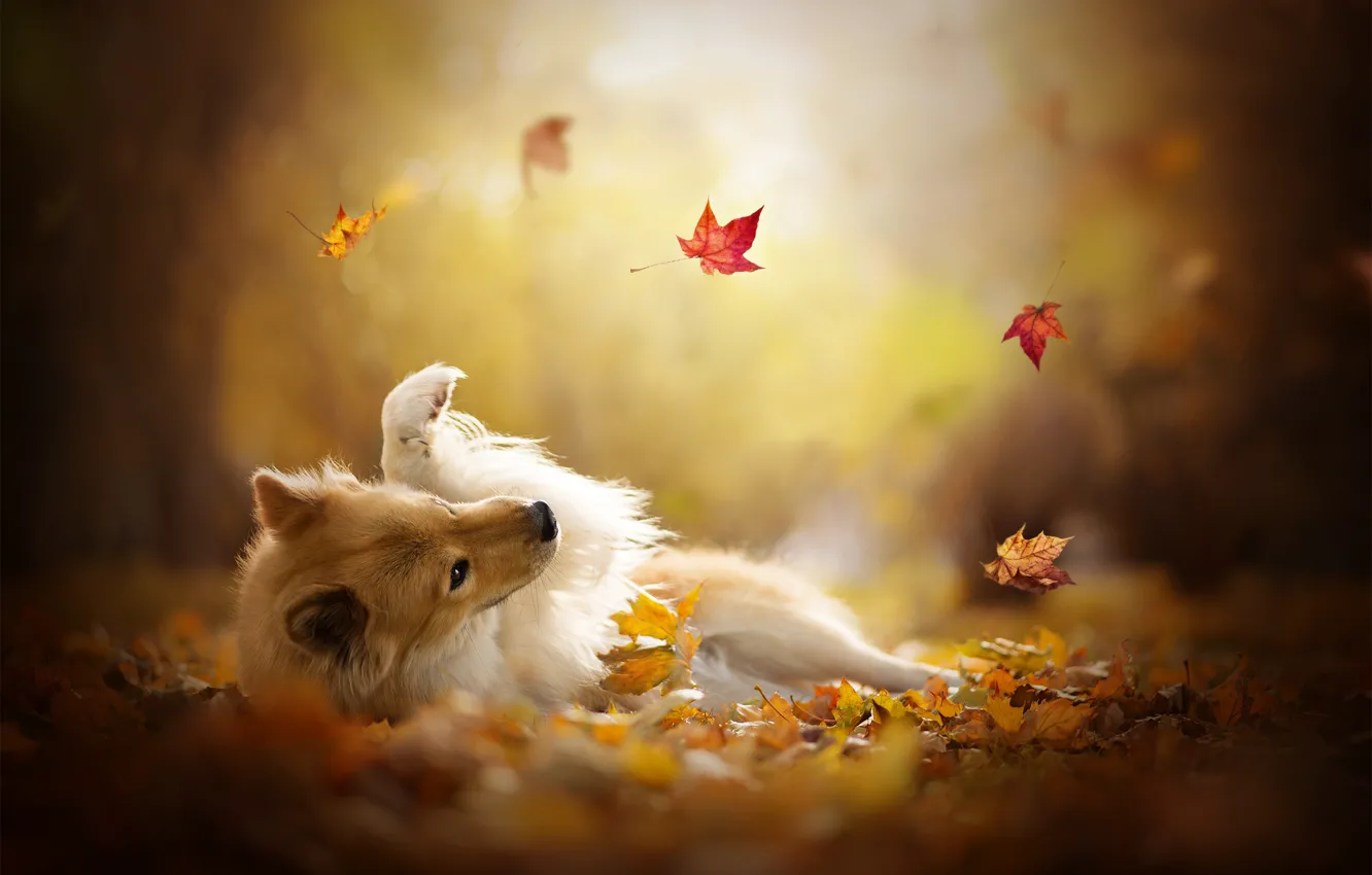 Photo wallpaper autumn, leaves, the game, dog, bokeh, Sheltie, Shetland Sheepdog