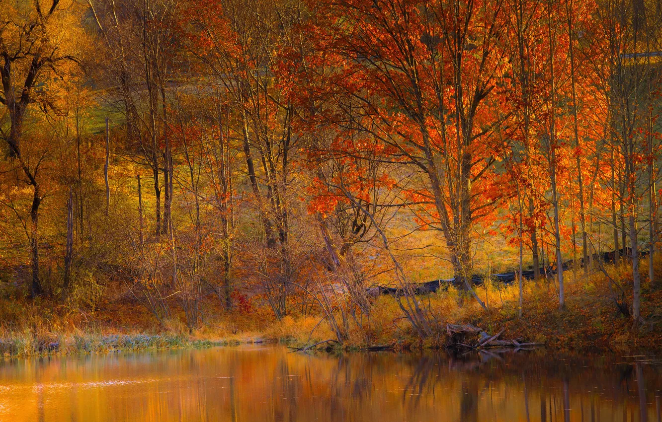 Photo wallpaper autumn, trees, lake, slope