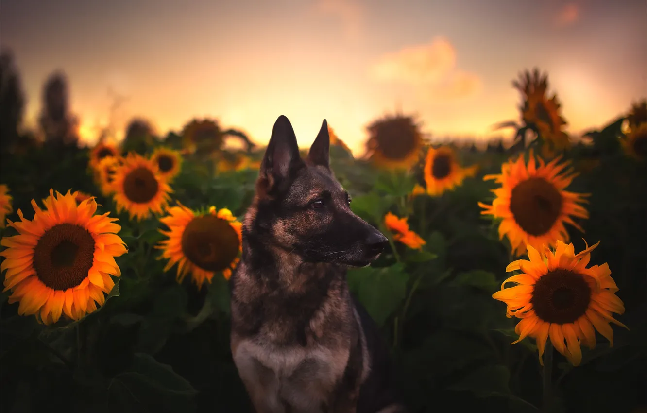 Photo wallpaper field, sunflowers, dog