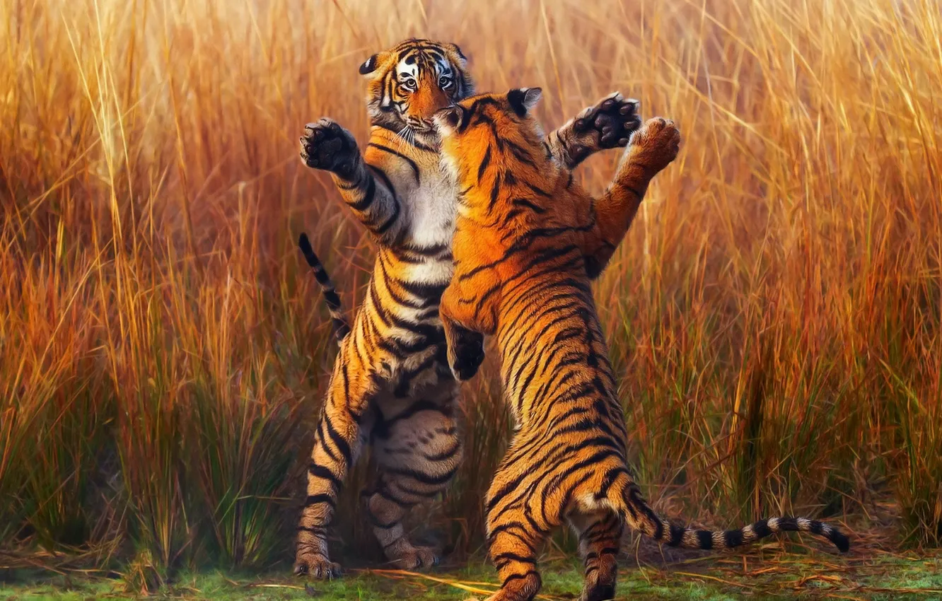Photo wallpaper tiger, tigers, fight, stand