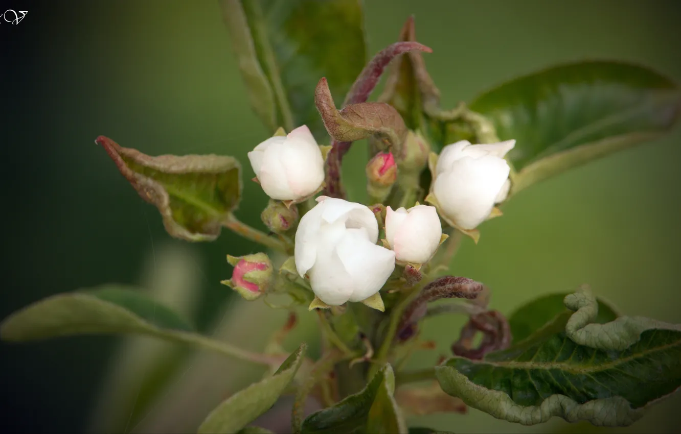 Photo wallpaper color, beautiful, yabluni