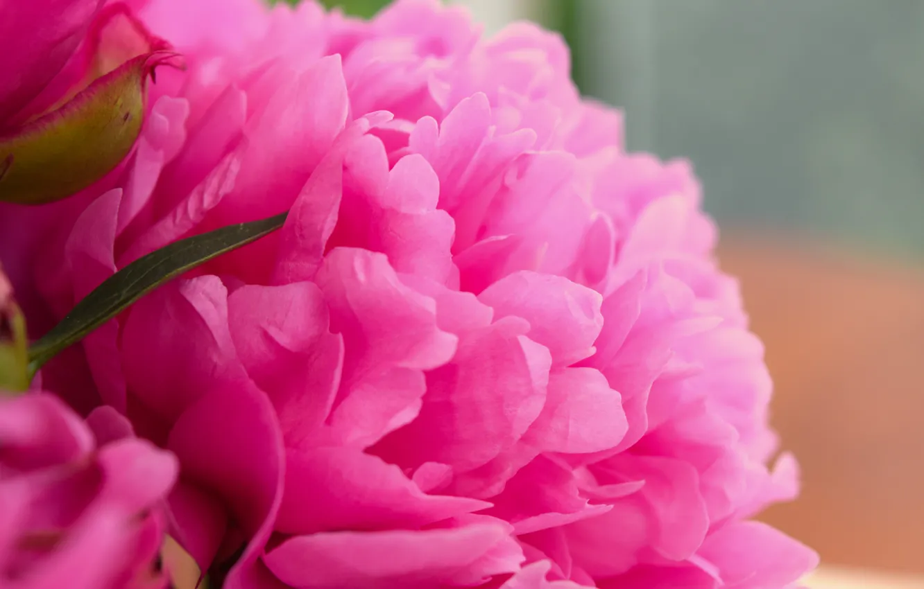 Photo wallpaper flowers, pink, widescreen, peonies