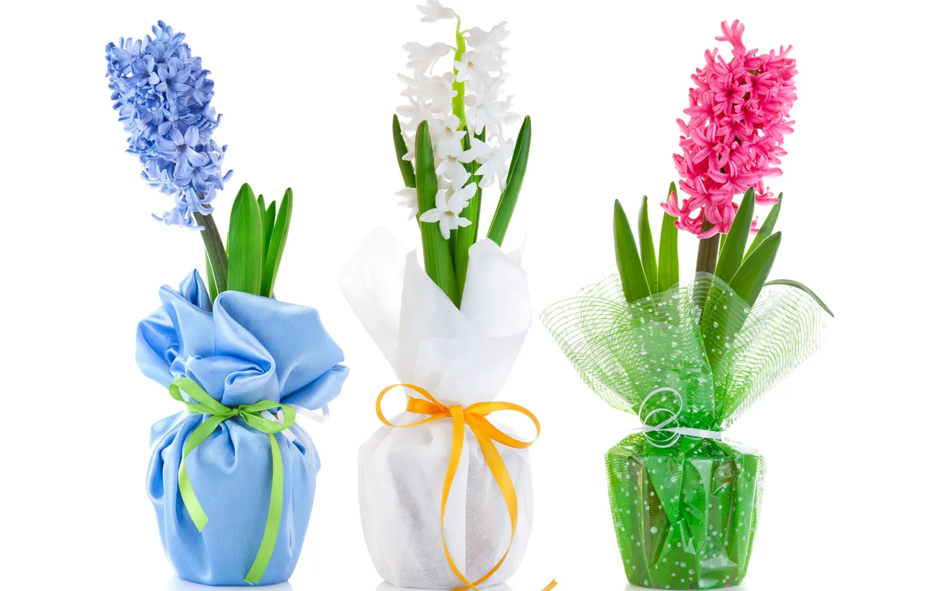 Photo wallpaper flowers, white background, colorful, Hyacinths