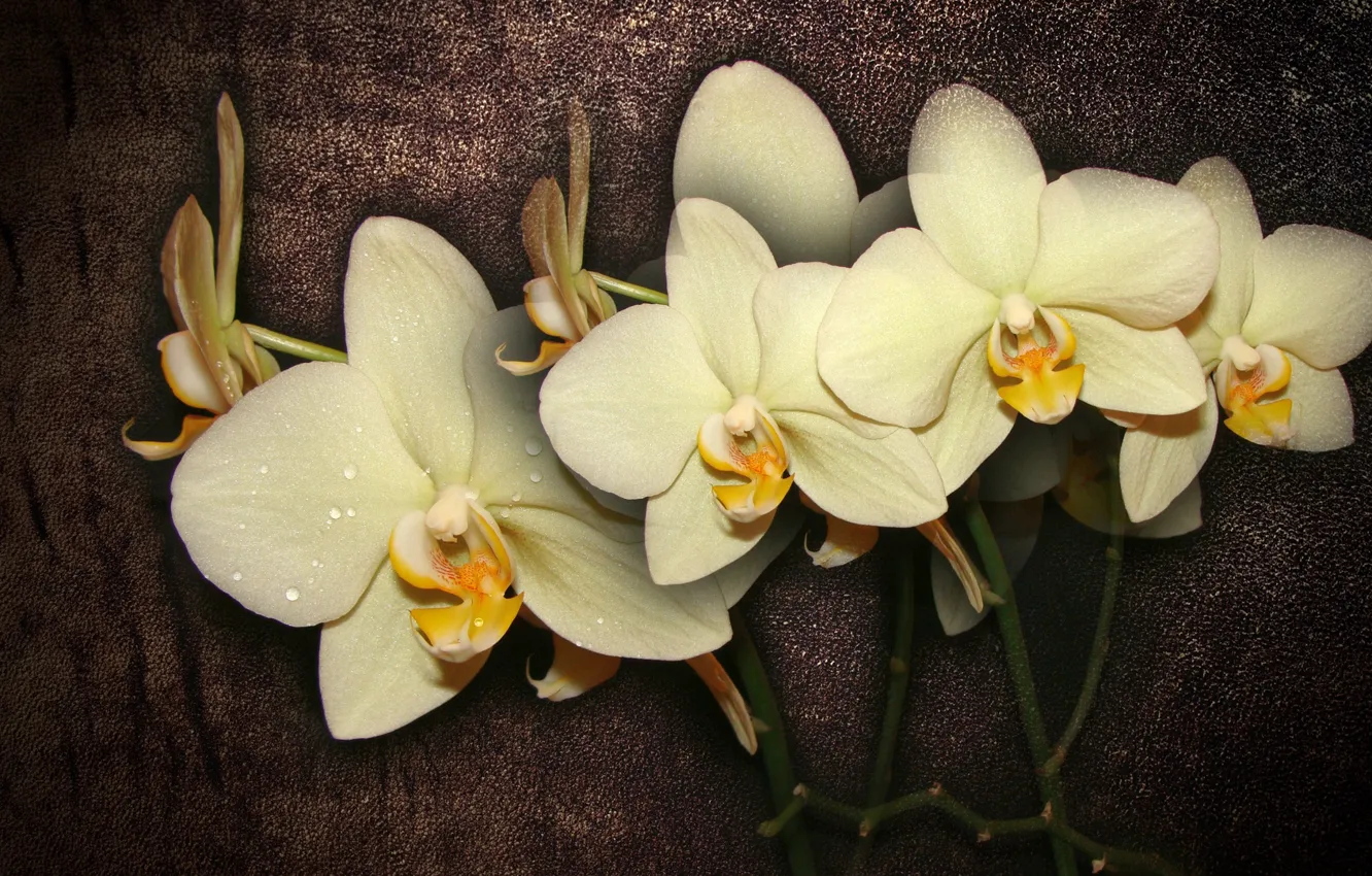 Photo wallpaper flower, flowers, interior, flower, beautiful, Orchid, flowers, beautiful
