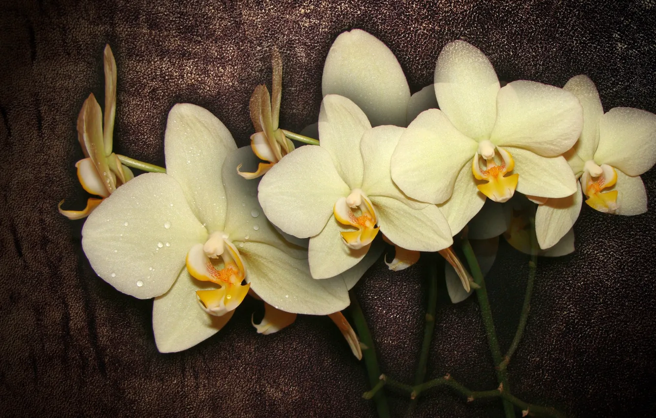 Photo wallpaper flowers, interior, bouquet, beautiful, flower, Orchid, flowers, beautiful
