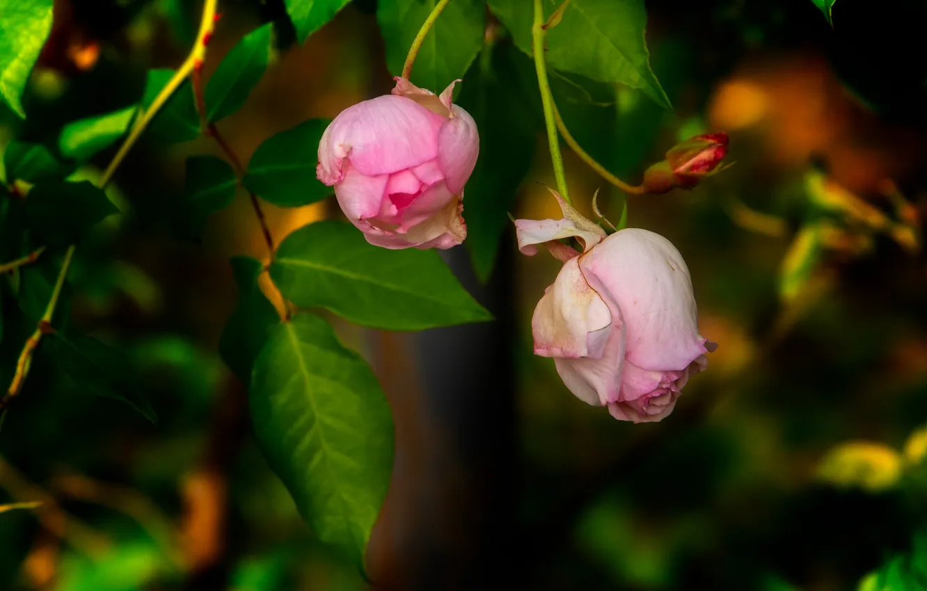 Photo wallpaper leaves, flowers, branches, the dark background, roses, garden, pink, buds