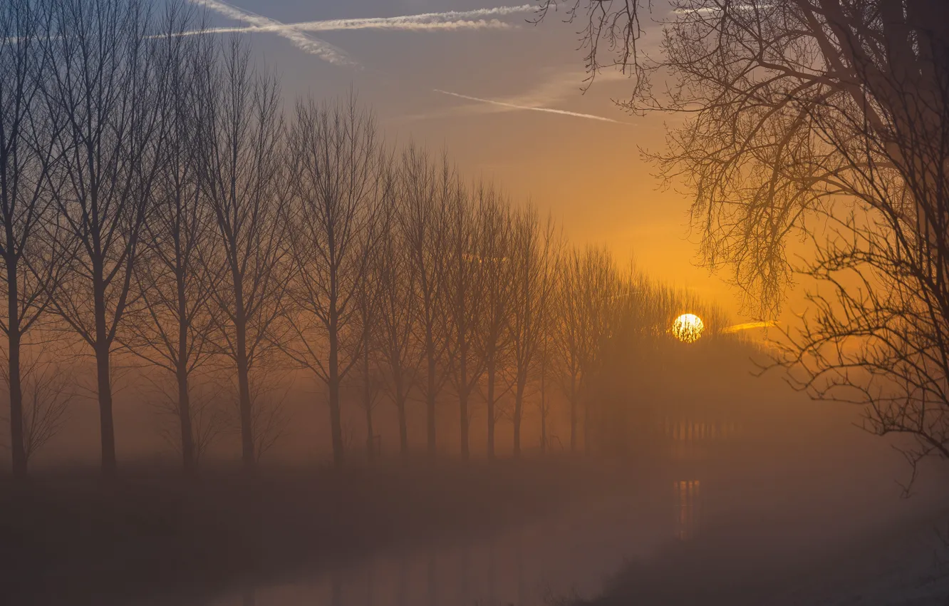 Photo wallpaper the sun, trees, sunset, branches, fog, dawn, shore, the evening