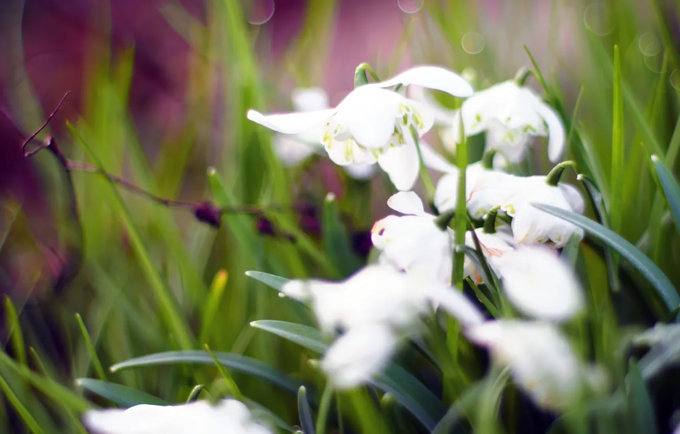 Photo wallpaper flowers, spring, bokeh