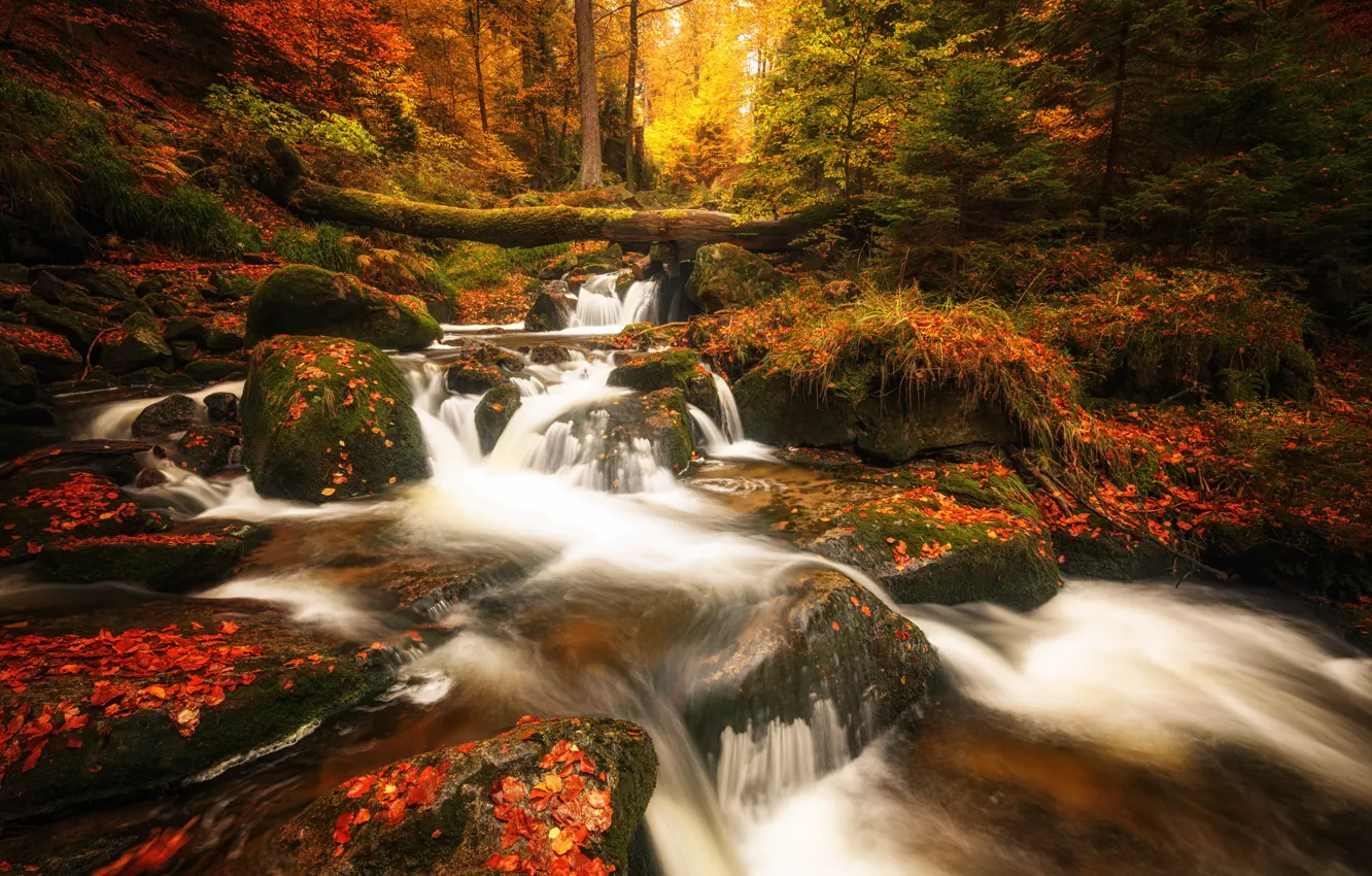 Photo wallpaper autumn, forest, leaves, water, stream, stones, vegetation, foliage