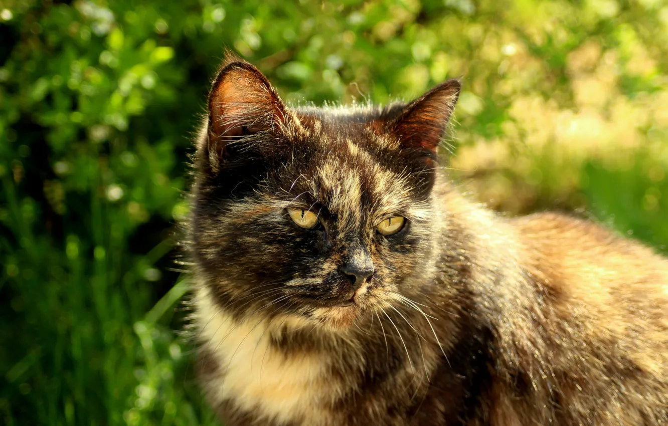 Photo wallpaper cat, eyes, cat, mustache, face, animal, head, ears