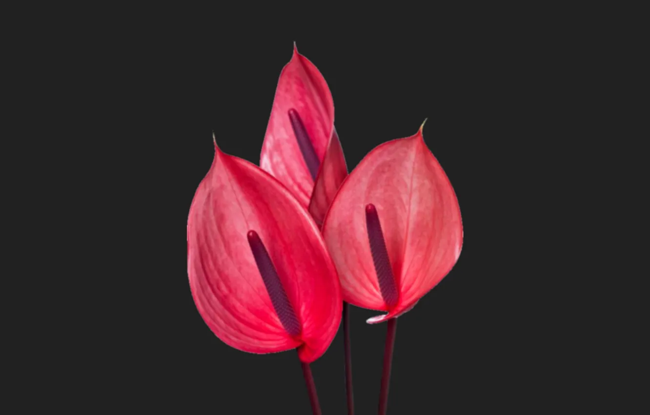 Photo wallpaper flower, flower art, Anthurium