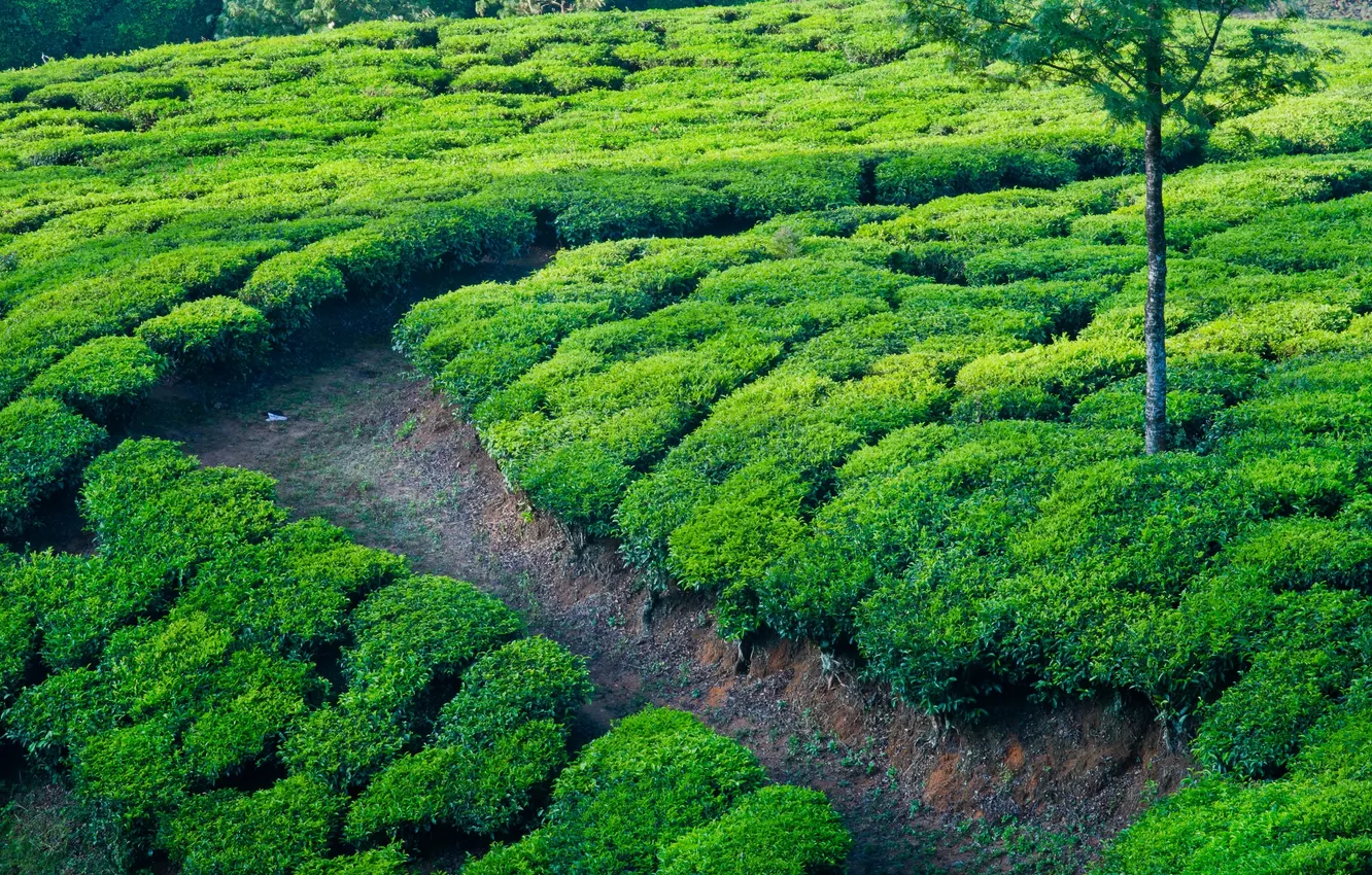Photo wallpaper tea, field, track, India, path, tea plantations