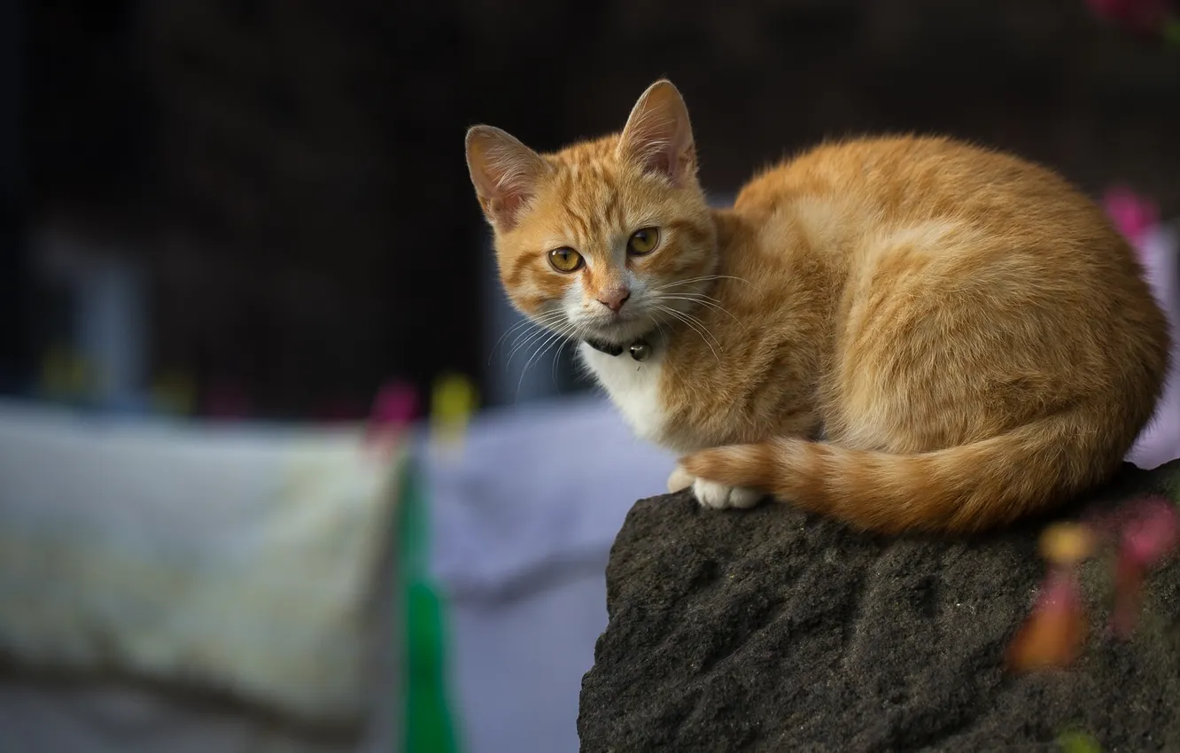 Photo wallpaper cat, look, red