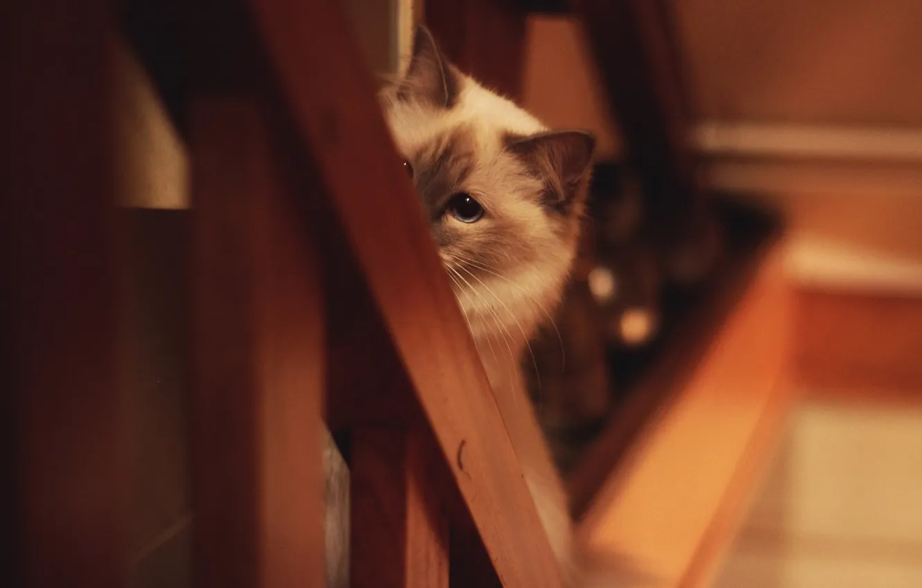 Photo wallpaper cat, look, background, blur