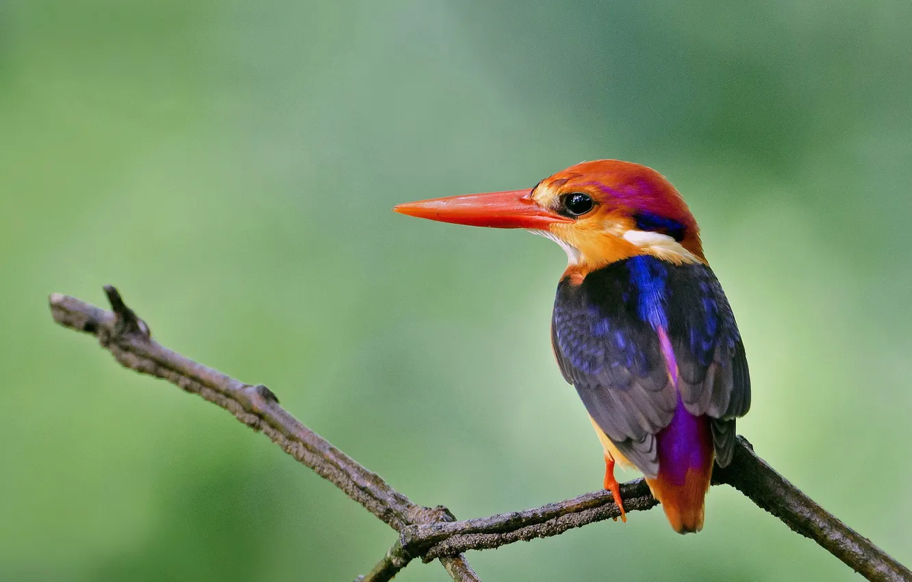 Photo wallpaper branches, bird, Kingfisher