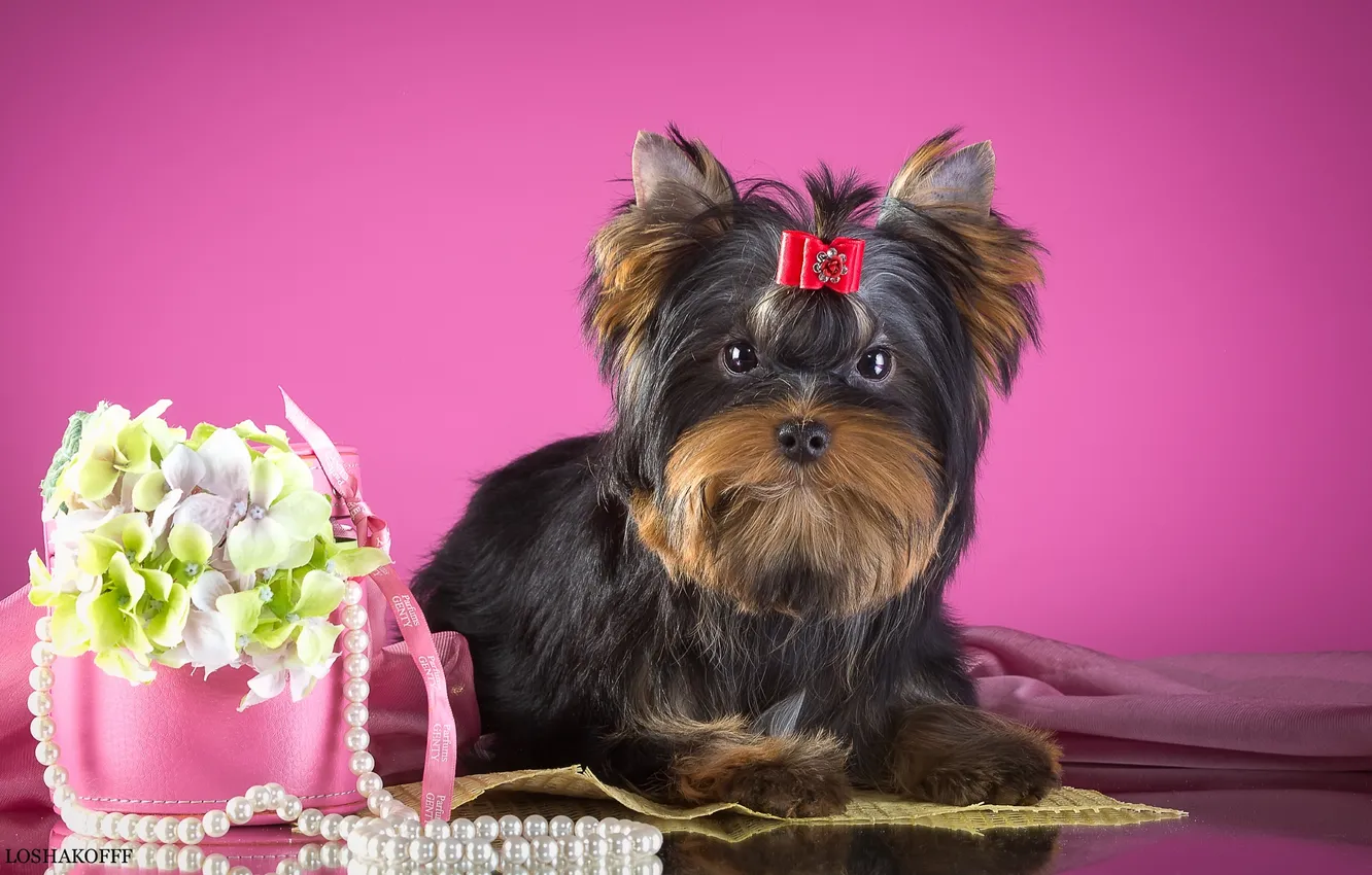 Photo wallpaper flowers, necklace, bow, Yorkshire Terrier