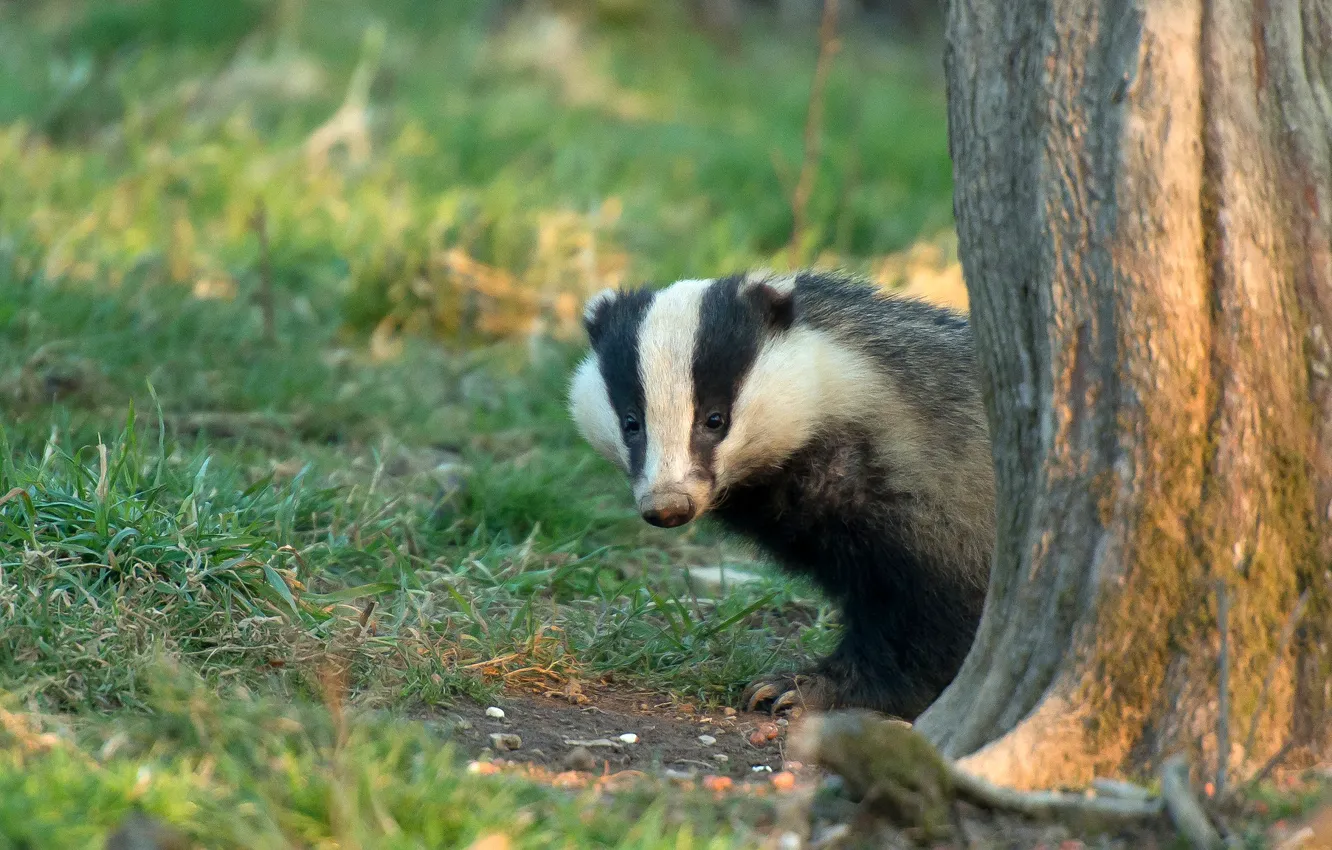 Photo wallpaper grass, look, trees, glade, face, Peeps, badger