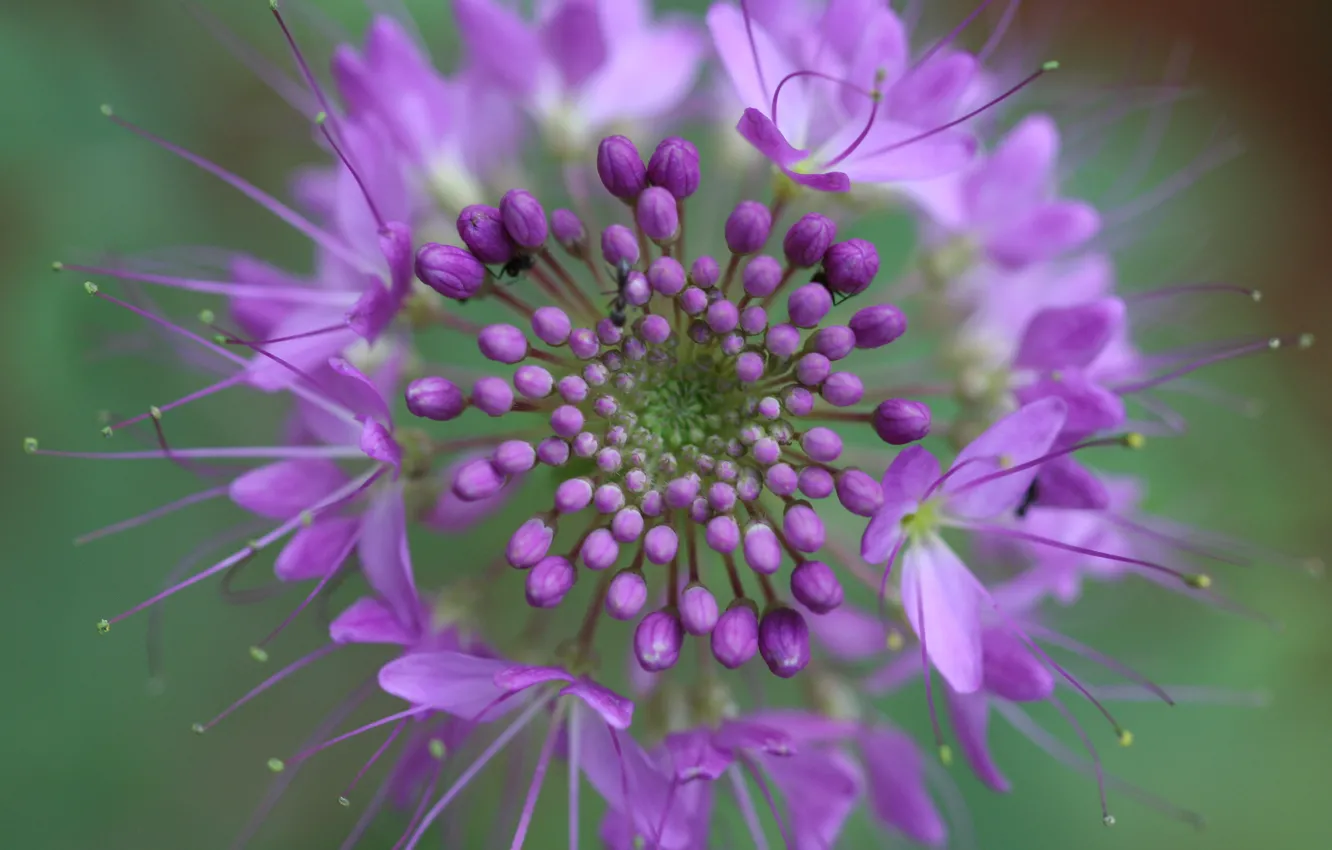 Photo wallpaper flowers, nature, plant, petals