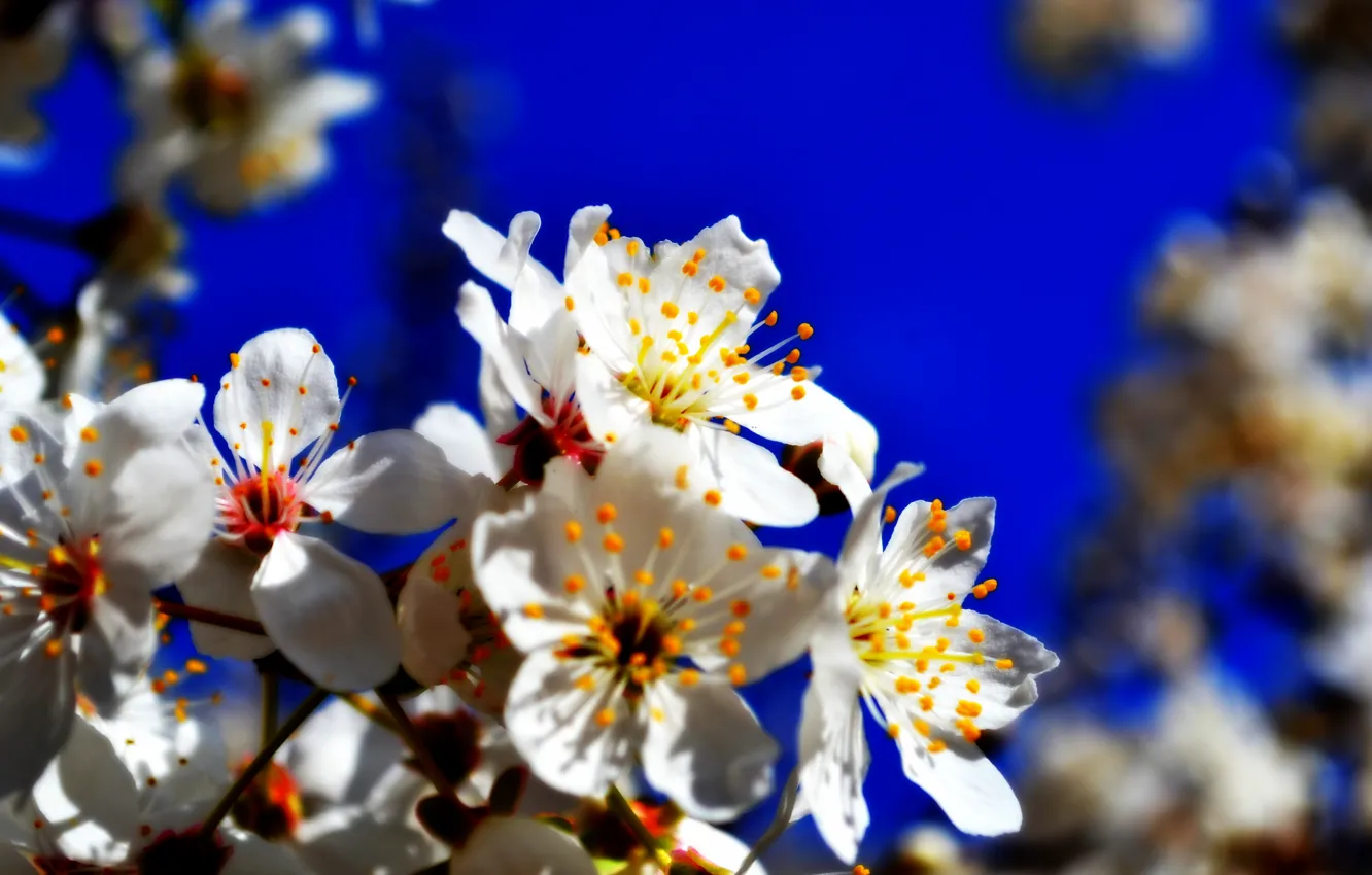 Photo wallpaper flowers, flowering, drain