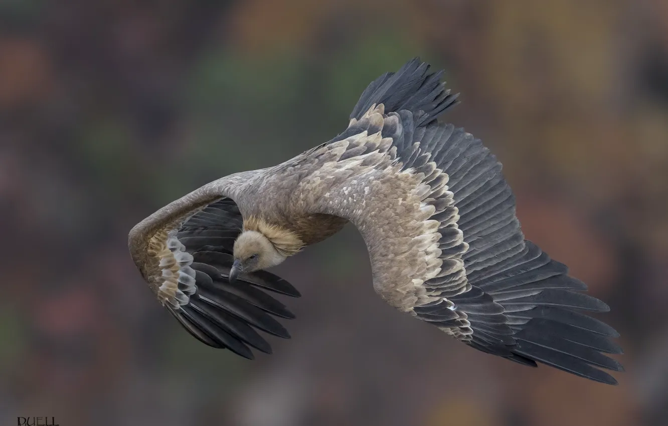 Photo wallpaper nature, bird, soars, DUELL ©