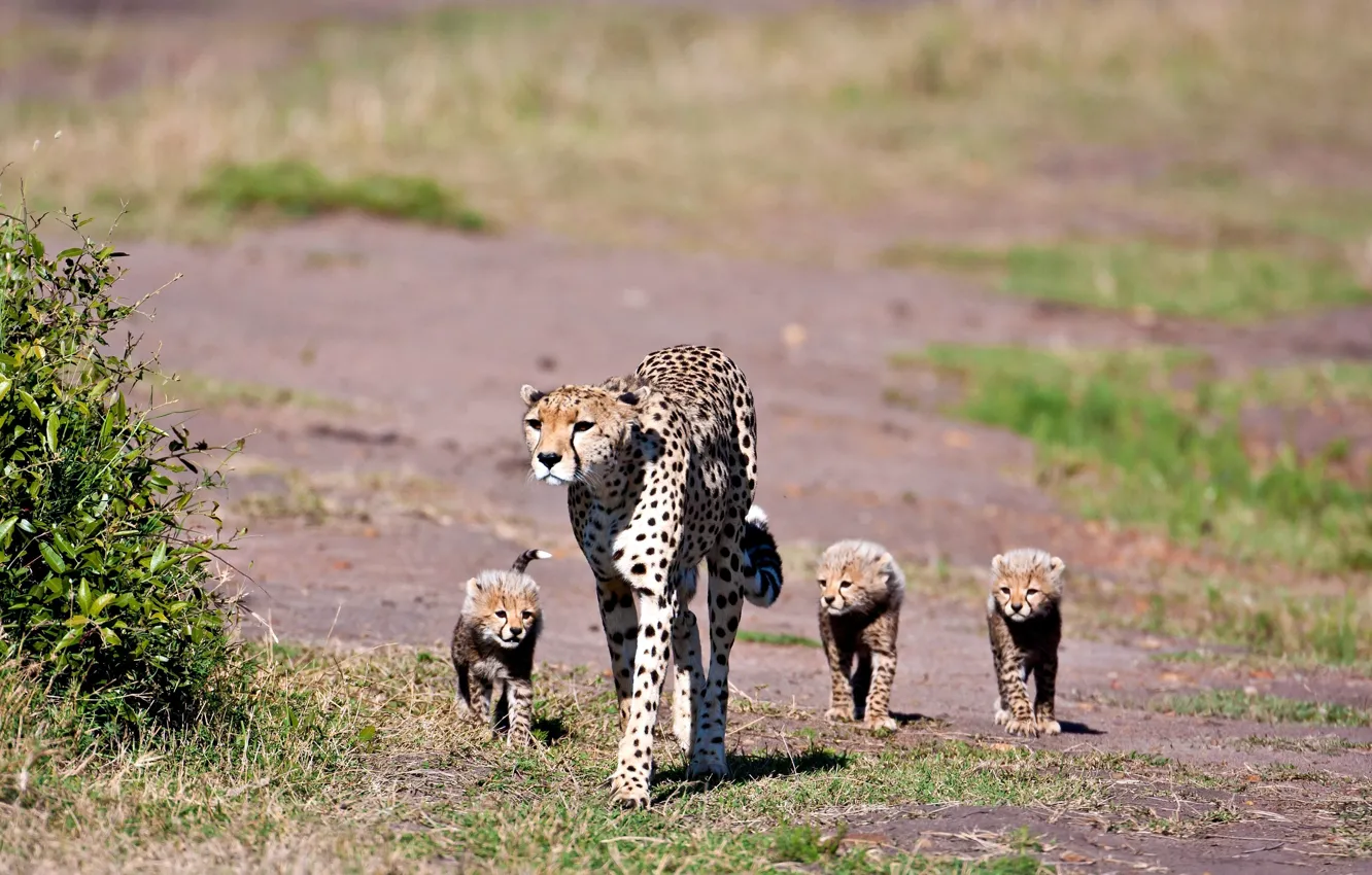 Photo wallpaper grass, look, plain, wool, baby, family, spot, Cheetah