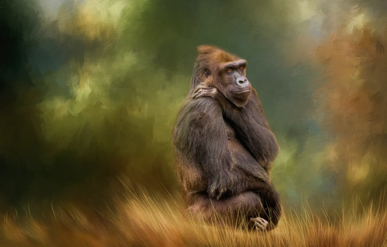 Photo wallpaper background, texture, monkey, Gorilla