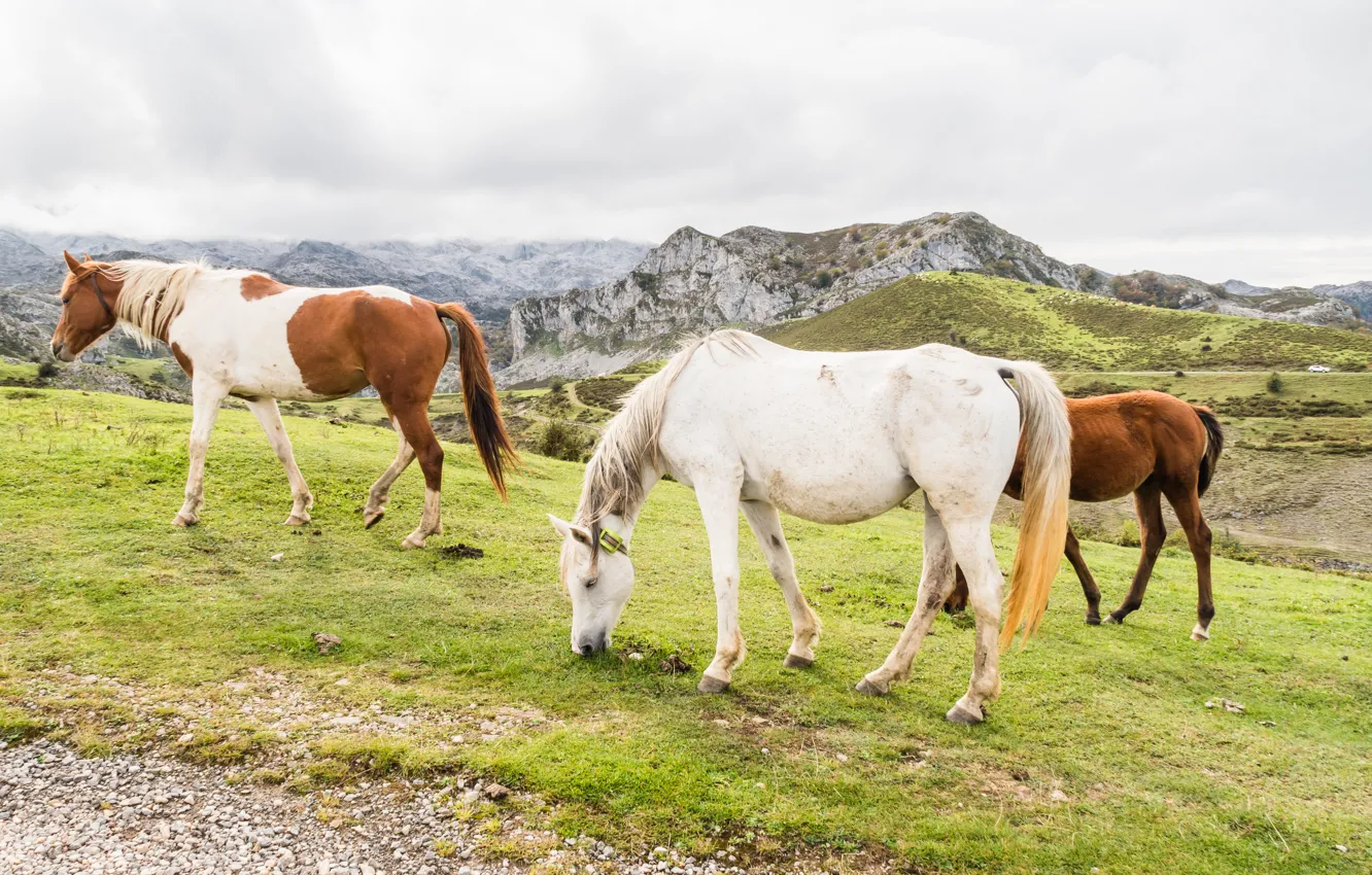 Photo wallpaper field, white, the sky, grass, clouds, mountains, horse, horse