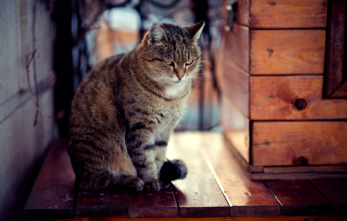 Photo wallpaper winter, cat, cat, look, snow, Board, sitting