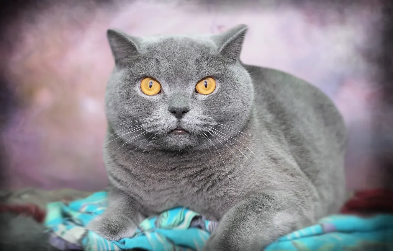 Photo wallpaper cat, look, background, face