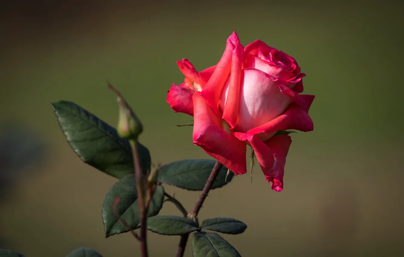 Photo wallpaper leaves, the dark background, red rose