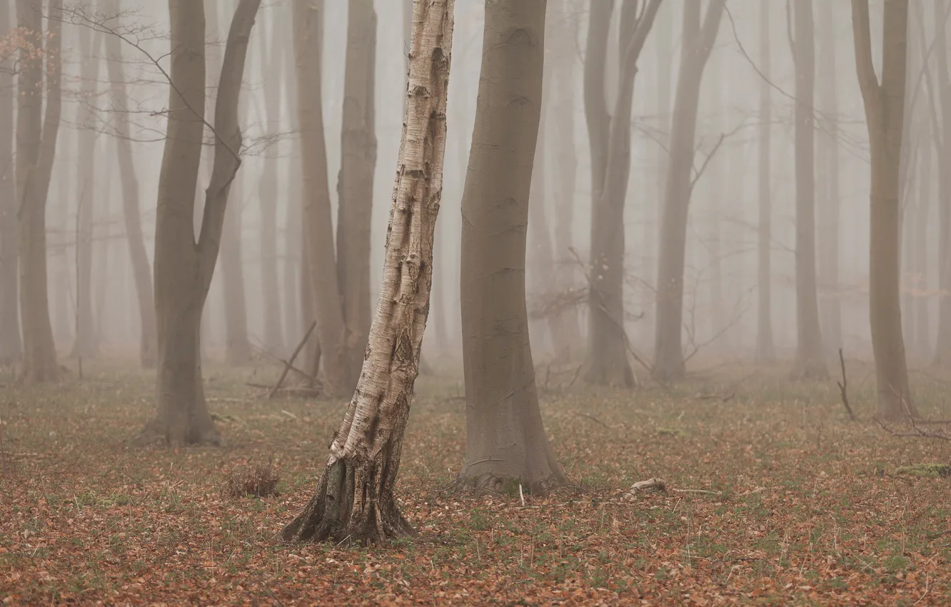 Photo wallpaper forest, trees, fog