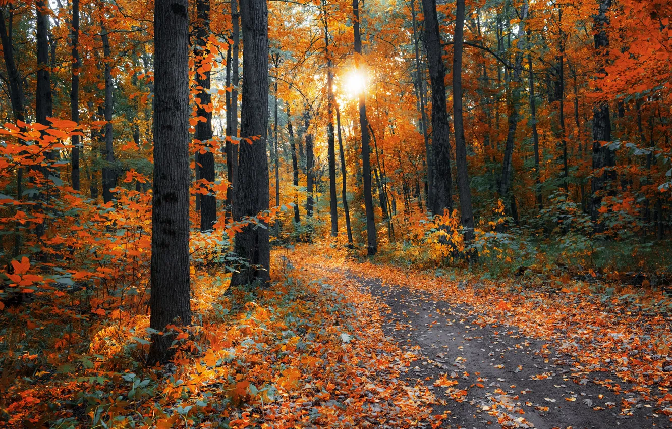 Photo wallpaper autumn, forest, leaves, the sun, rays, light, trees, branches