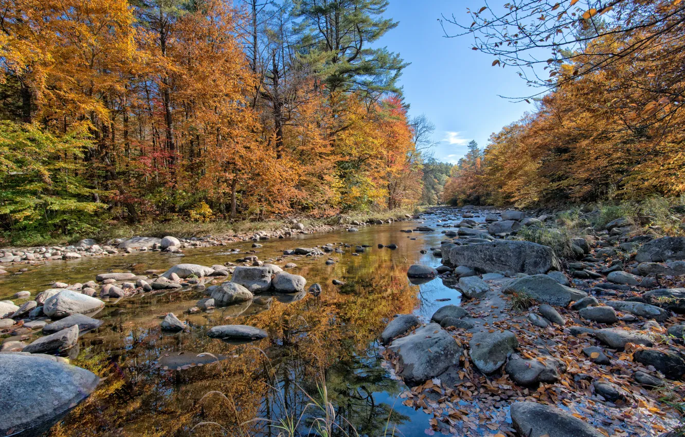 Photo wallpaper autumn, forest, river, stones