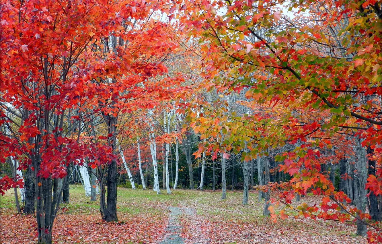 Photo wallpaper autumn, forest, leaves, trees, grove, path