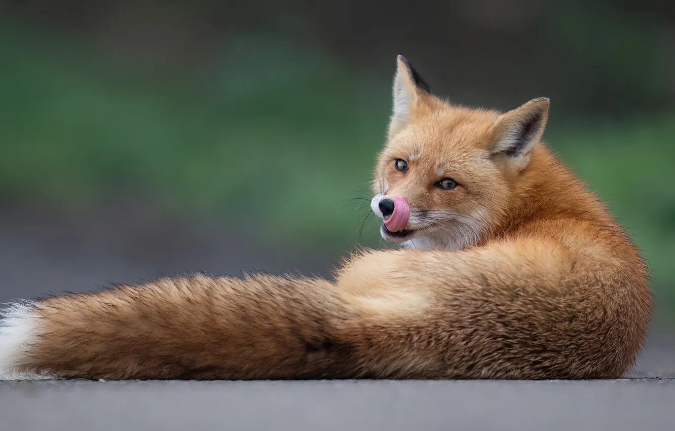 Photo wallpaper language, look, Fox, tail, lies, face, licked, green background