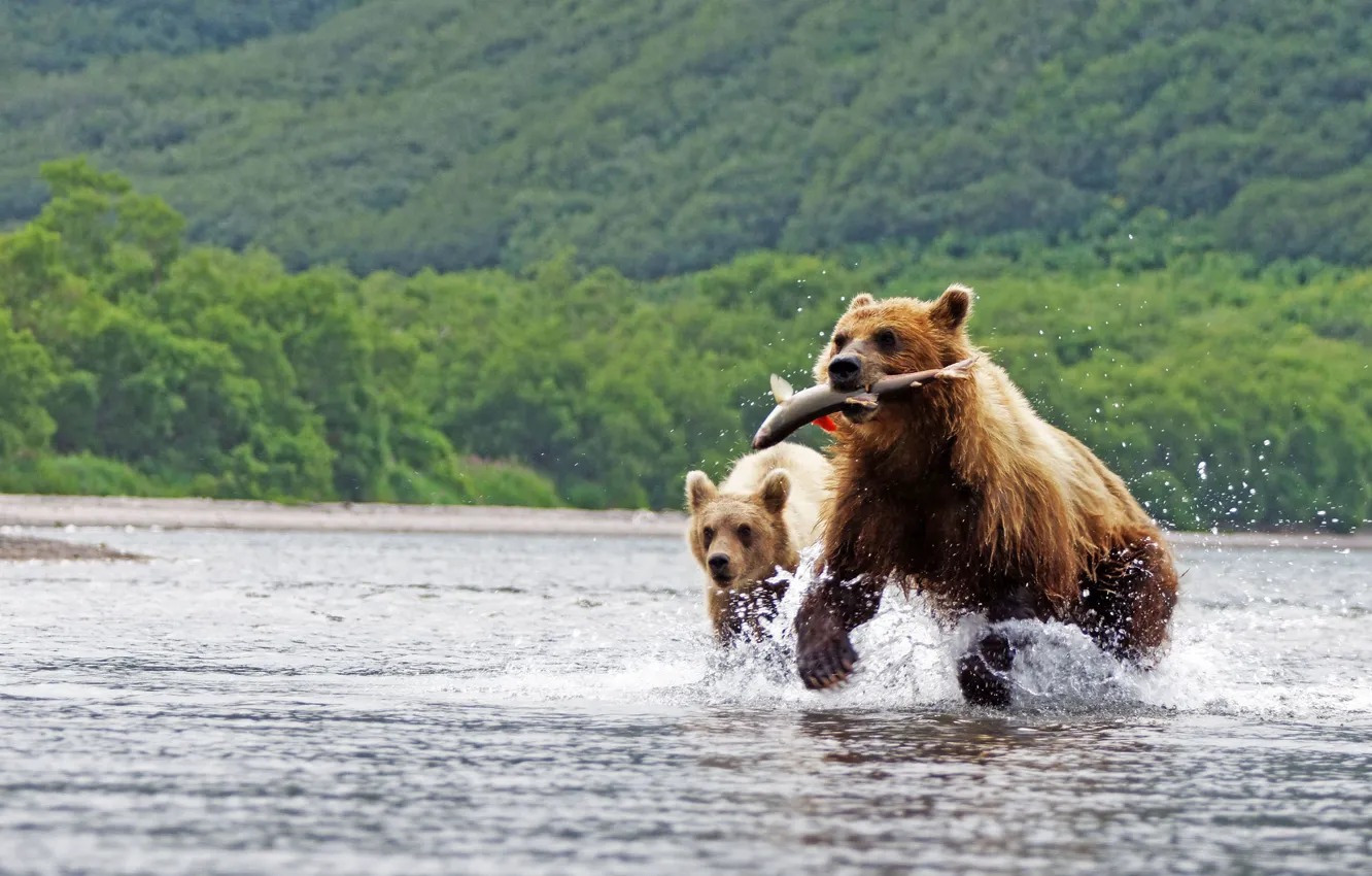 Photo wallpaper forest, water, squirt, nature, background, jump, fish, bears