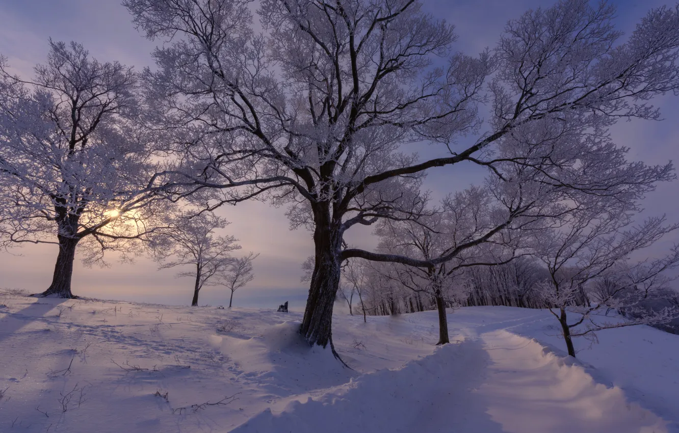 Photo wallpaper winter, snow, trees, nature