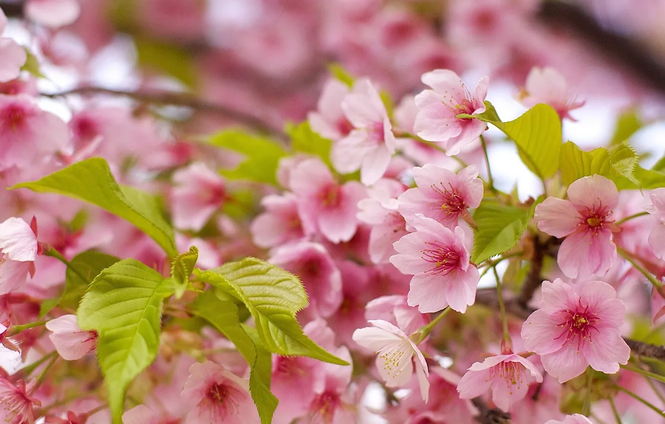 Photo wallpaper leaves, macro, cherry, spring, Sakura, flowering