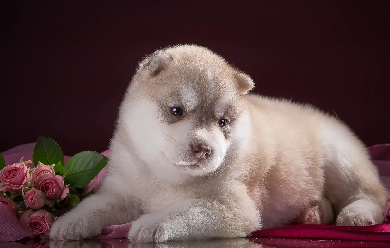 Photo wallpaper flowers, sweetheart, roses, puppy, husky