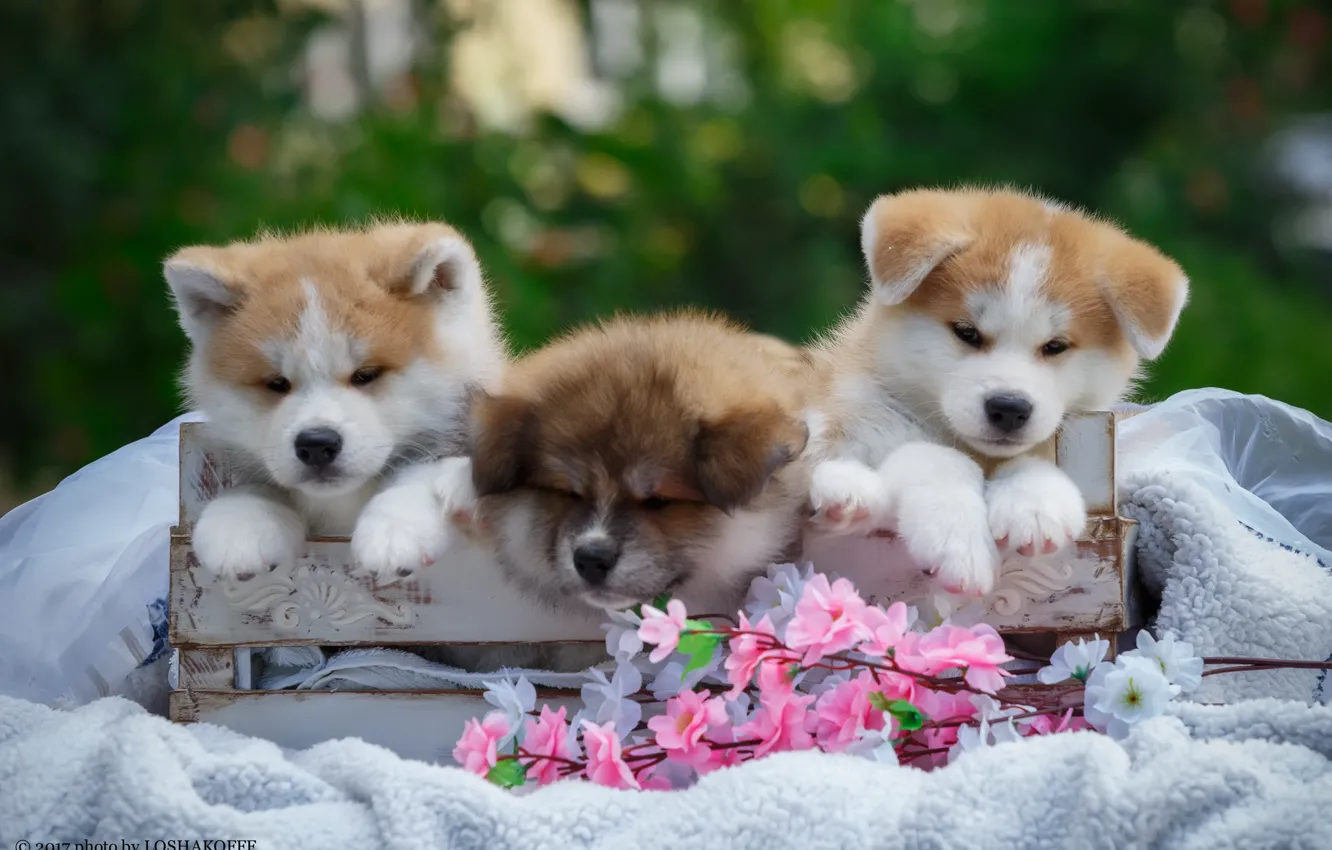 Photo wallpaper flowers, box, puppies, blanket