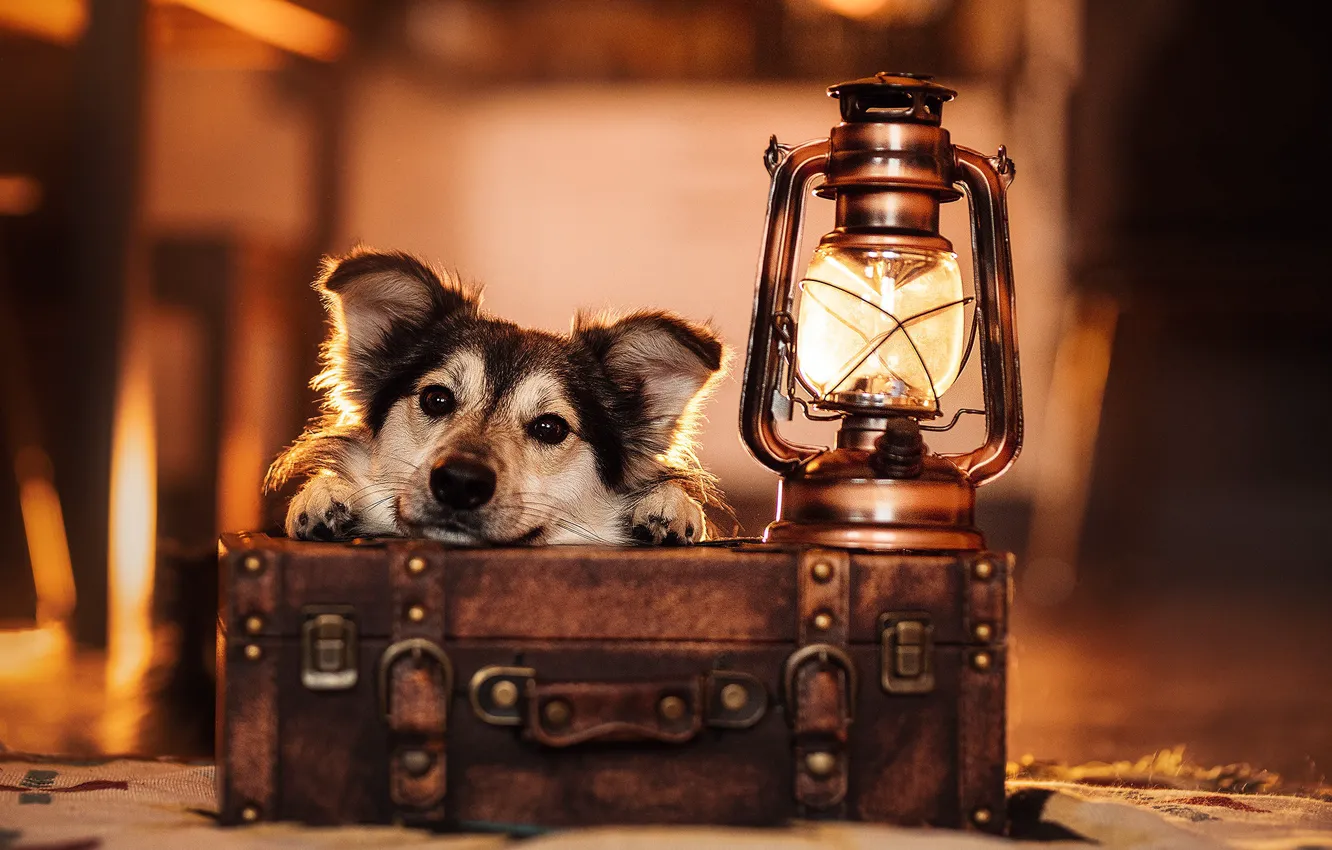 Photo wallpaper look, face, lamp, dog, lantern, suitcase