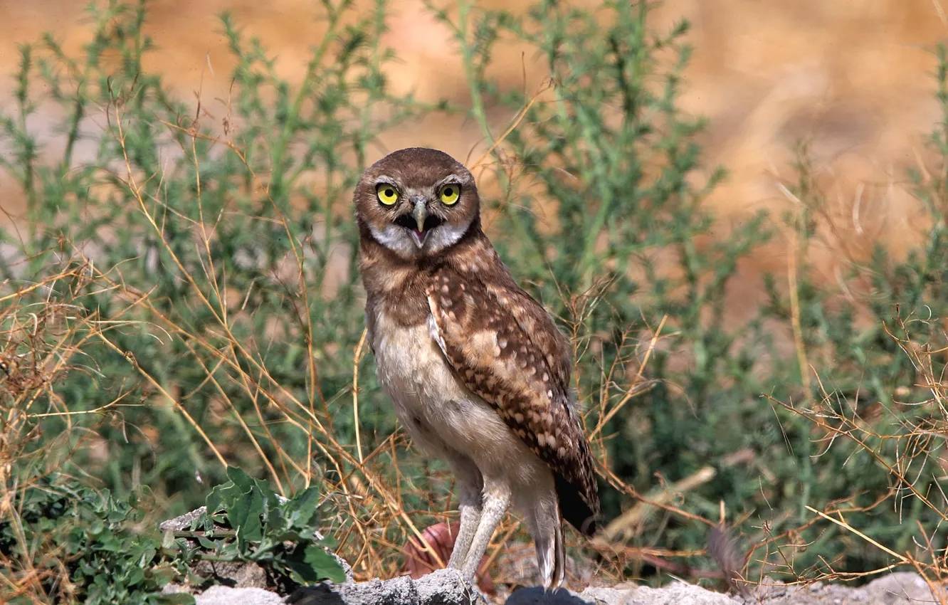Photo wallpaper grass, owl, plant, owl