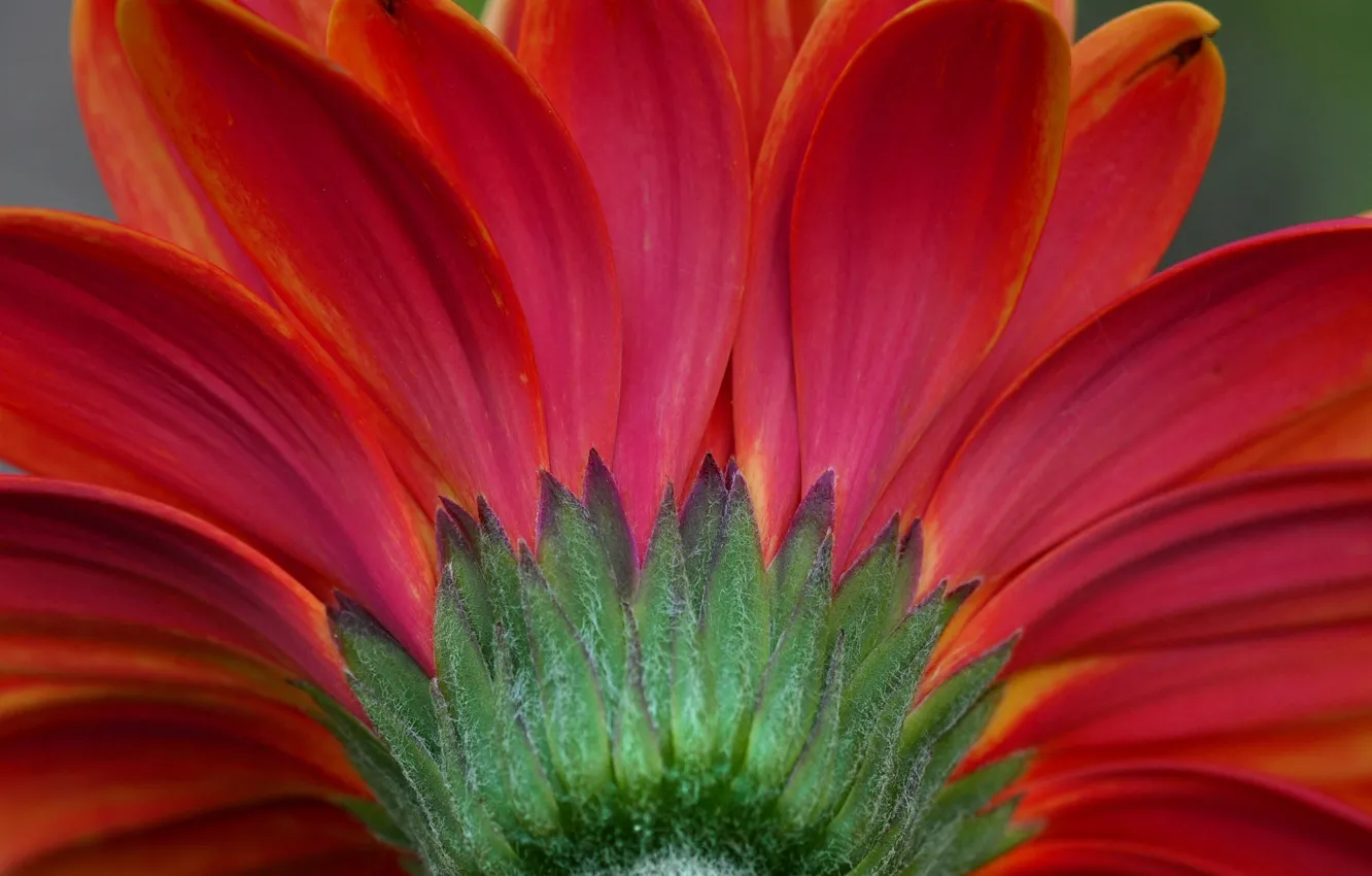 Photo wallpaper flowers, petals, gerbera