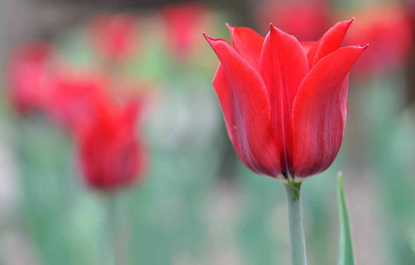 Photo wallpaper macro, spring, petals, tulips