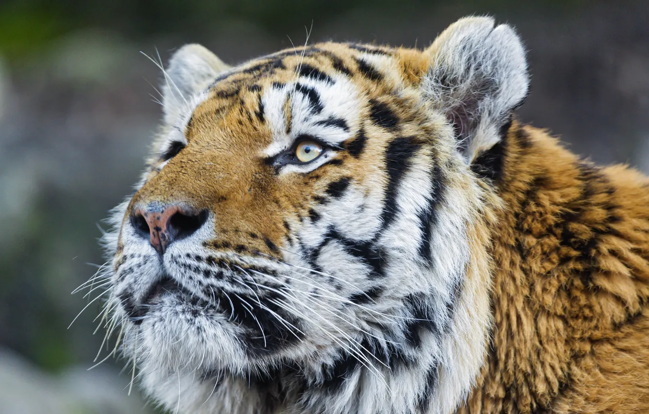 Photo wallpaper cat, tiger, the Amur tiger, ©Tambako The Jaguar, look.face